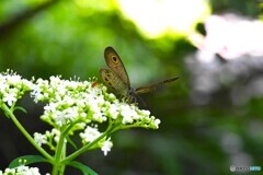 赤城自然園～⑩