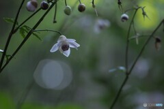 御岳山の森の妖精、