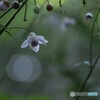 御岳山の森の妖精、