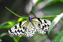 晩夏の生物園～⑫