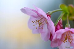 汐入陽光～ⅴ