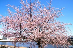 隅田川と大寒桜