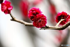 優美