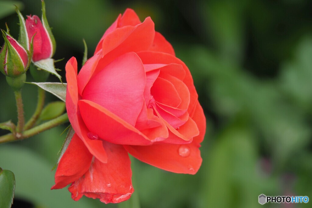公園で見た薔薇
