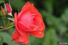 公園で見た薔薇