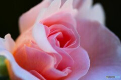 我が家の秋薔薇