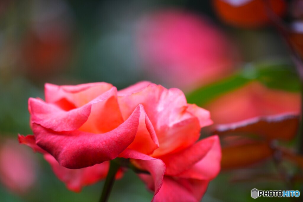 旧古川庭園の秋薔薇～ⅻ