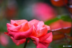 旧古川庭園の秋薔薇～ⅻ