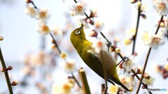 ウメジロー⑦