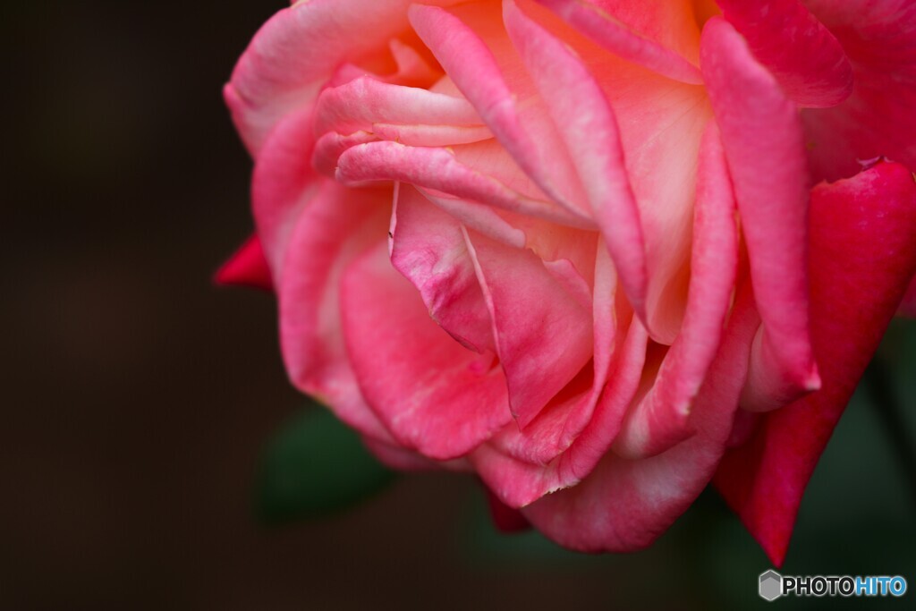 旧古川庭園の秋薔薇～ⅳ