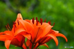 向島百花園～ⅻ