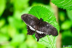 秋の生物園、佇み～ⅲ