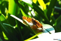 暖かい、、、。