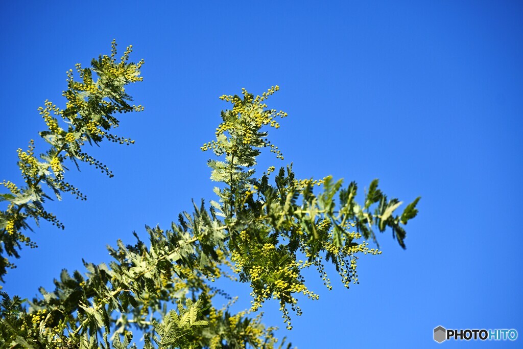 あと少しで開花