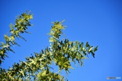 あと少しで開花