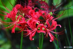猛暑中の彼岸花～ⅲ