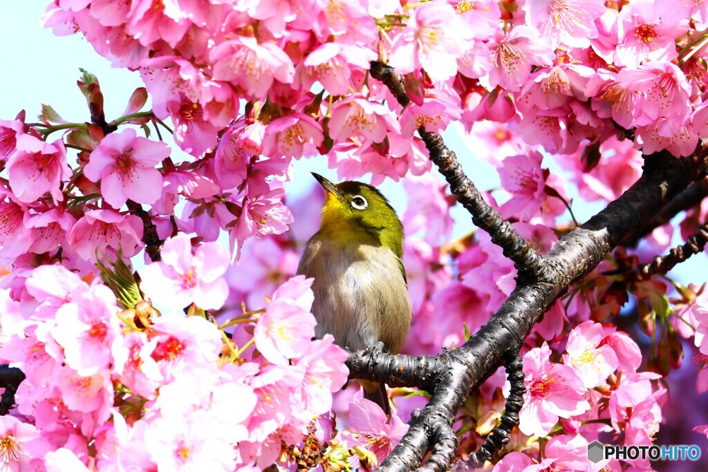 如月の桜～xxii