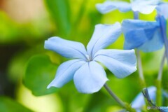 ひそかな情熱～Ⅱ