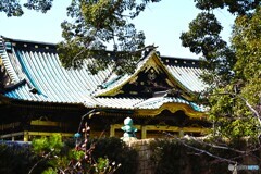 上野東照宮牡丹園～xxiv