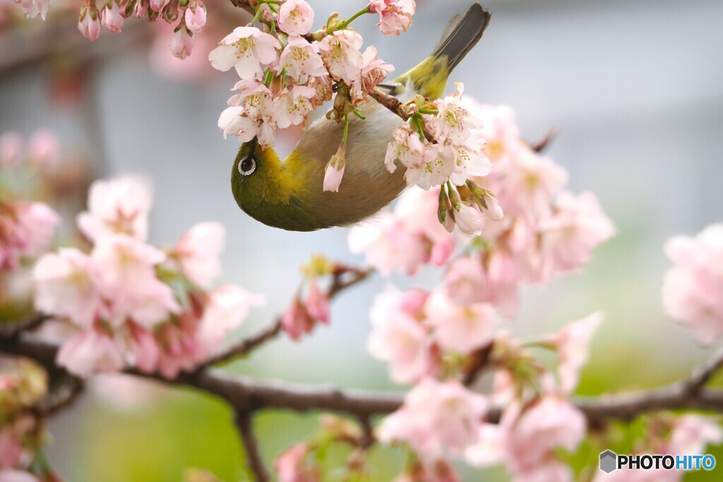 弥生の桜～ⅳ