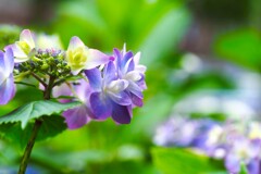 梅雨時の華～ⅶ
