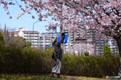 大寒桜とご婦人