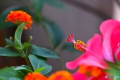 今日は見れない花
