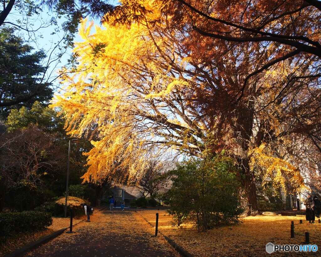 東博の大銀杏