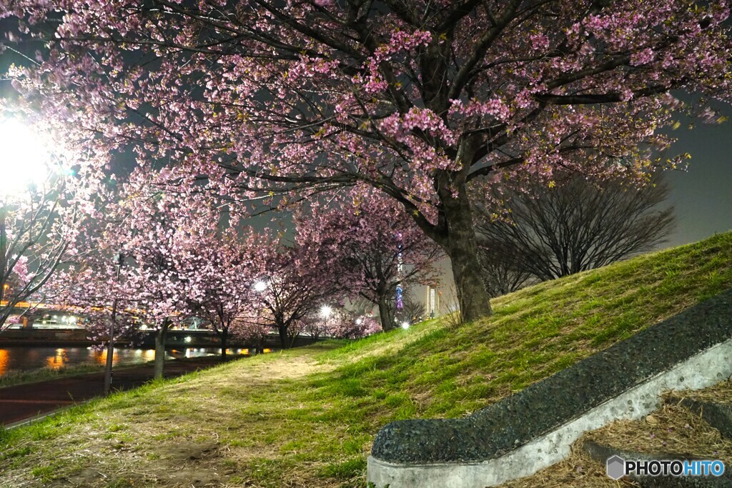 汐入夜桜～ⅷ