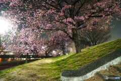 汐入夜桜～ⅷ