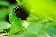 夏の生物園～⑭
