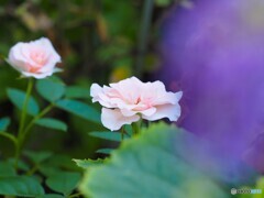 晩夏のバラ～ⅱ