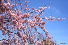 汐入大寒桜～ⅳ