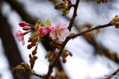 先駆け桜～ⅱ