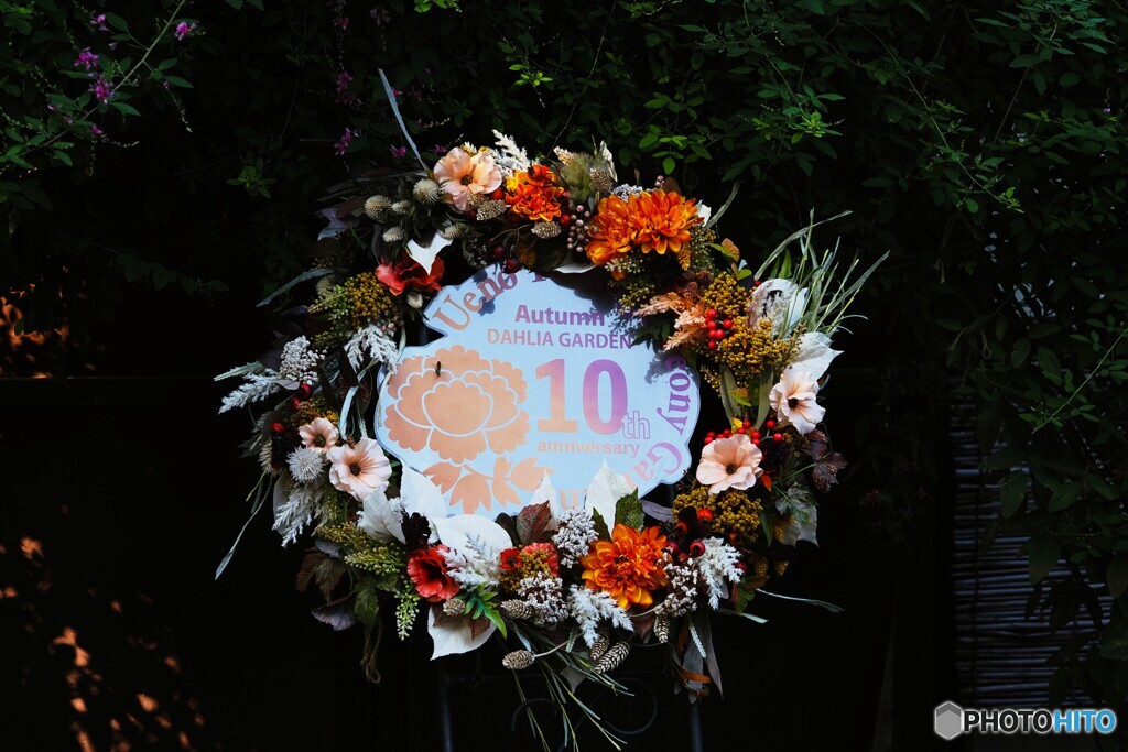 ダリア展アニバーサリー10th