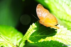 晩夏の生物園～③