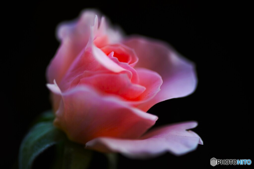 我が家の秋薔薇～ⅱ