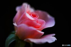 我が家の秋薔薇～ⅱ
