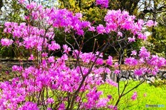 ハヤトミツバツツジ～ⅱ