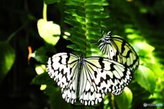 夏の生物園～⑪