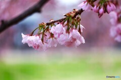 揺れる大寒桜～ⅱ