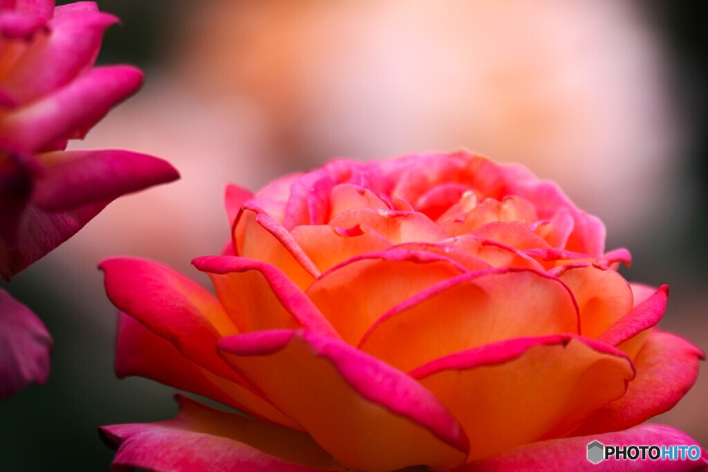 旧古川庭園の秋薔薇～ⅱ