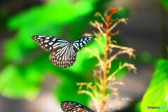 秋の生物園、飛翔