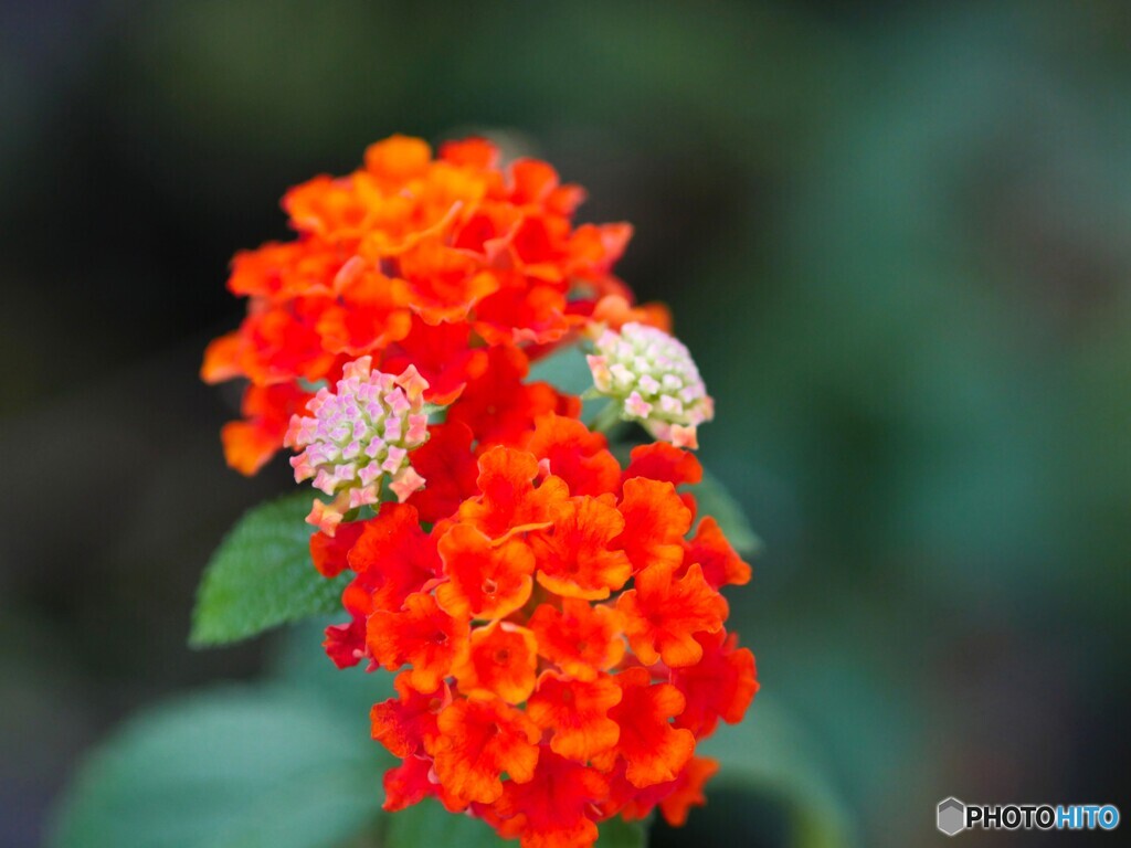 ベランダ花～ⅲ