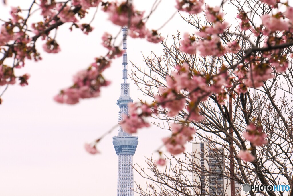 汐入大寒桜