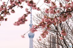 汐入大寒桜