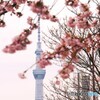 汐入大寒桜