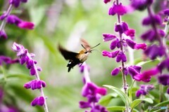 アメジストセージを吸蜜 アメジストセージを吸蜜