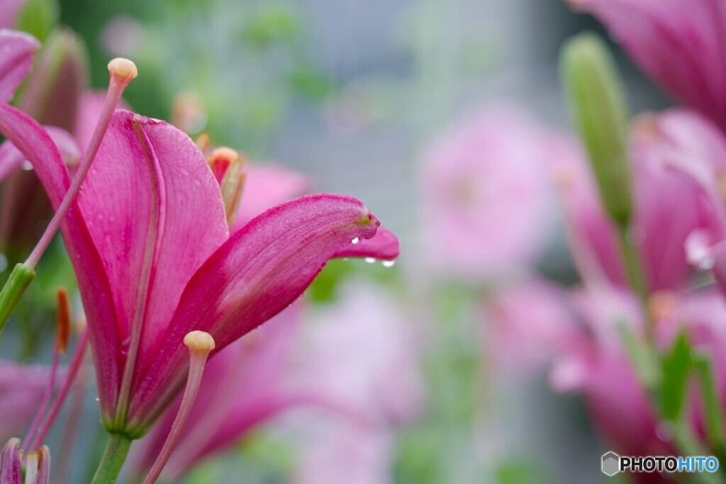 梅雨に咲く華～②