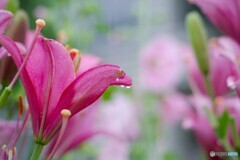 梅雨に咲く華～②